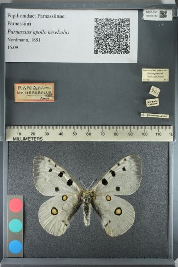 Media type: image;   Entomology 175113